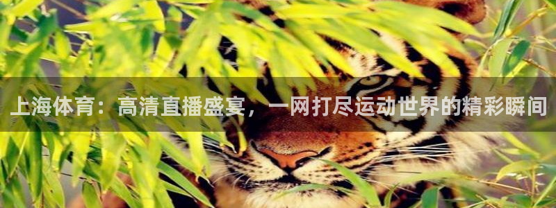 蓝鲸直播app官方：上海体育：高清直播盛宴，一网打尽运动世界的精彩瞬间